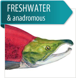 Freshwater & Anadromous