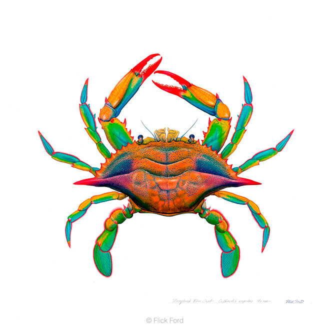Uploaded Image: /uploads/art/9-artpic-crab.jpg
