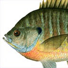 Bluegill Sunfish